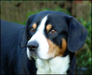 Entlebucher Sennenhund