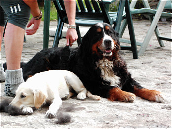 Ronja und Amie bei der Felpflege