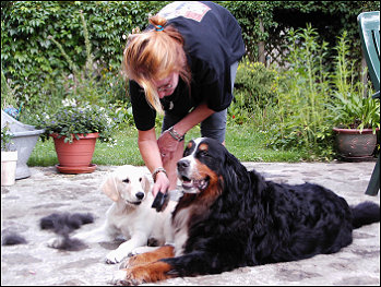 Ronja und Amie bei der Felpflege