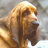 sandfarbener Bluthund