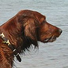 Irischen Setter