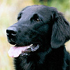 schwarze Retriever