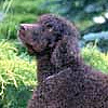 Water-Spaniel