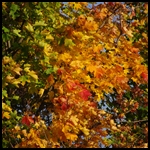 Goldener Herbst Goldener Herbst