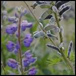 Lupinen Lupinen