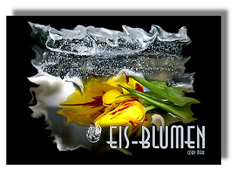 Eisblumen