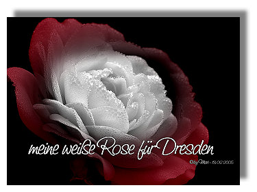 meine weiße Rose zur Erinnerung