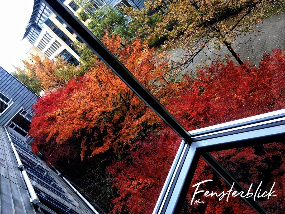 Fensterblick im Herbst 