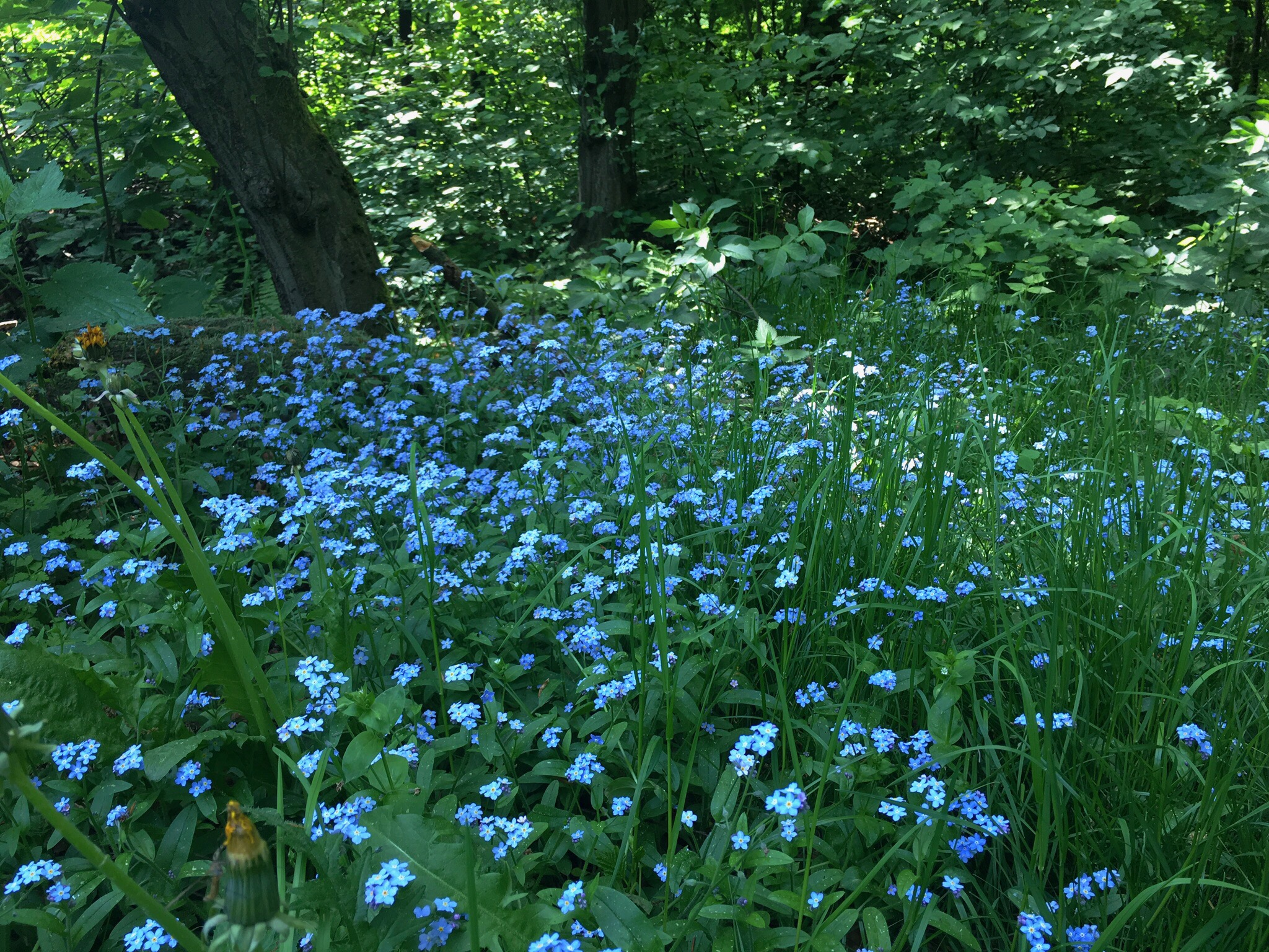 Vergissmeinnicht Vergissmeinnicht