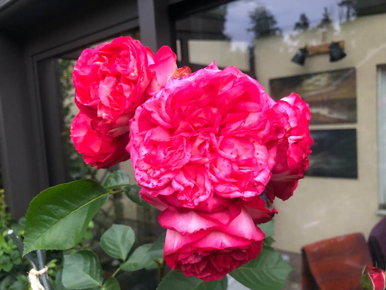 Rosentraum Rosentraum