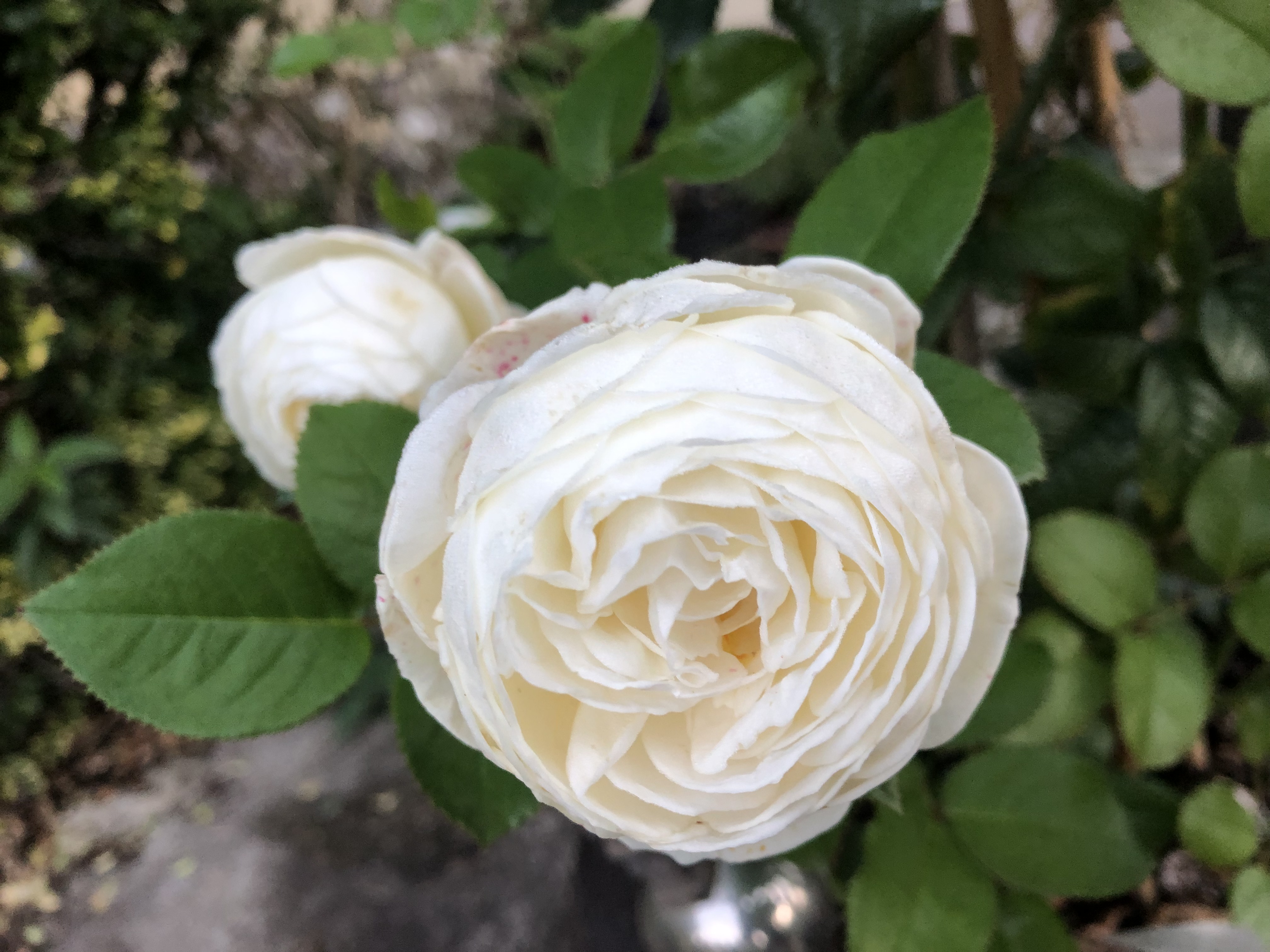 Weiße Rose Weiße Rose