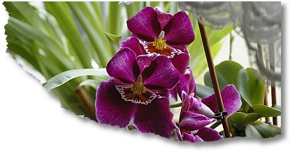 2008-03-28-Orchidee