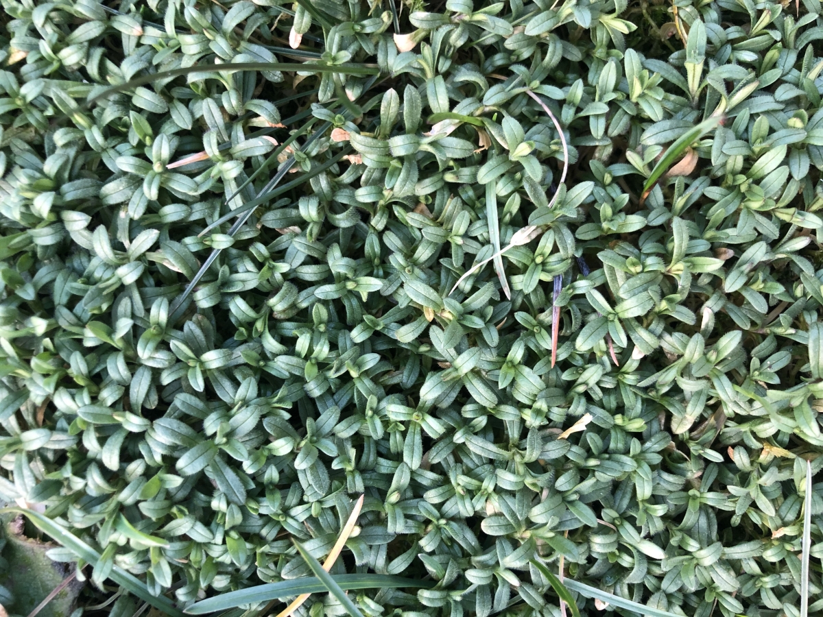Grüner Teppich Grüner Teppich