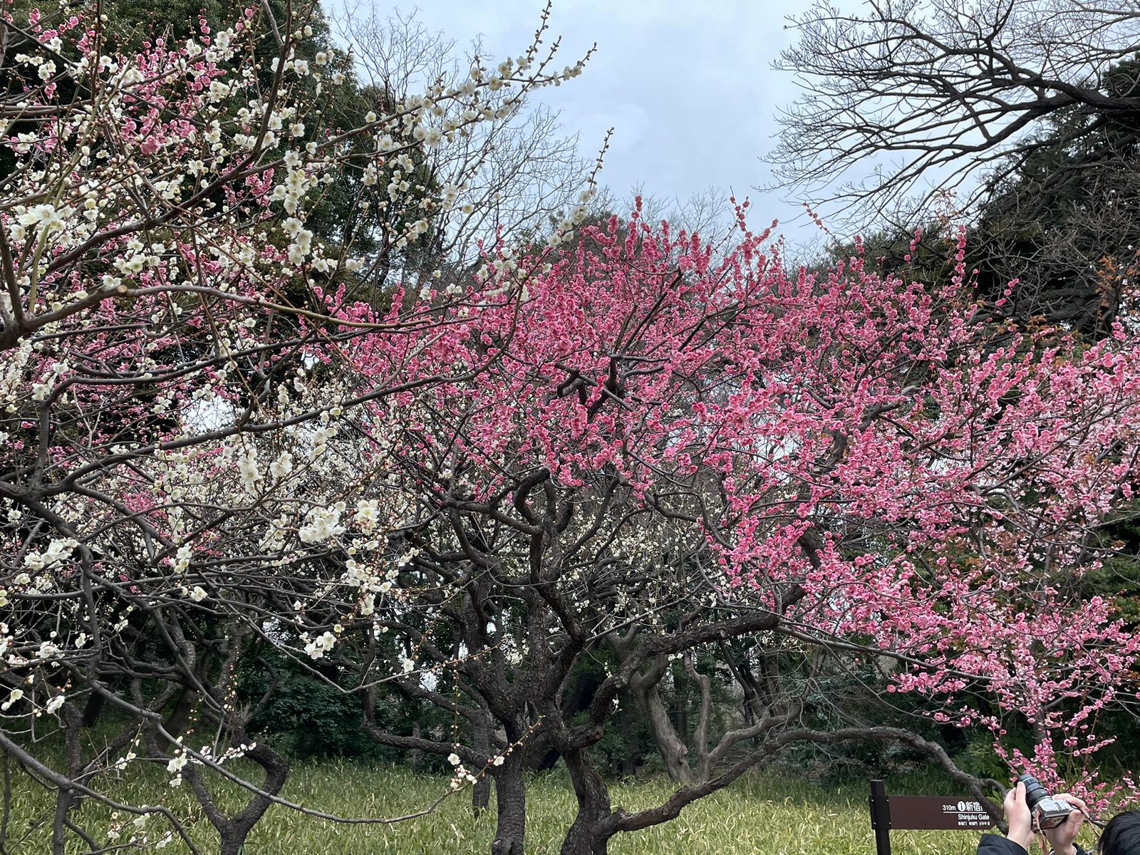 Frühling in Tokio 