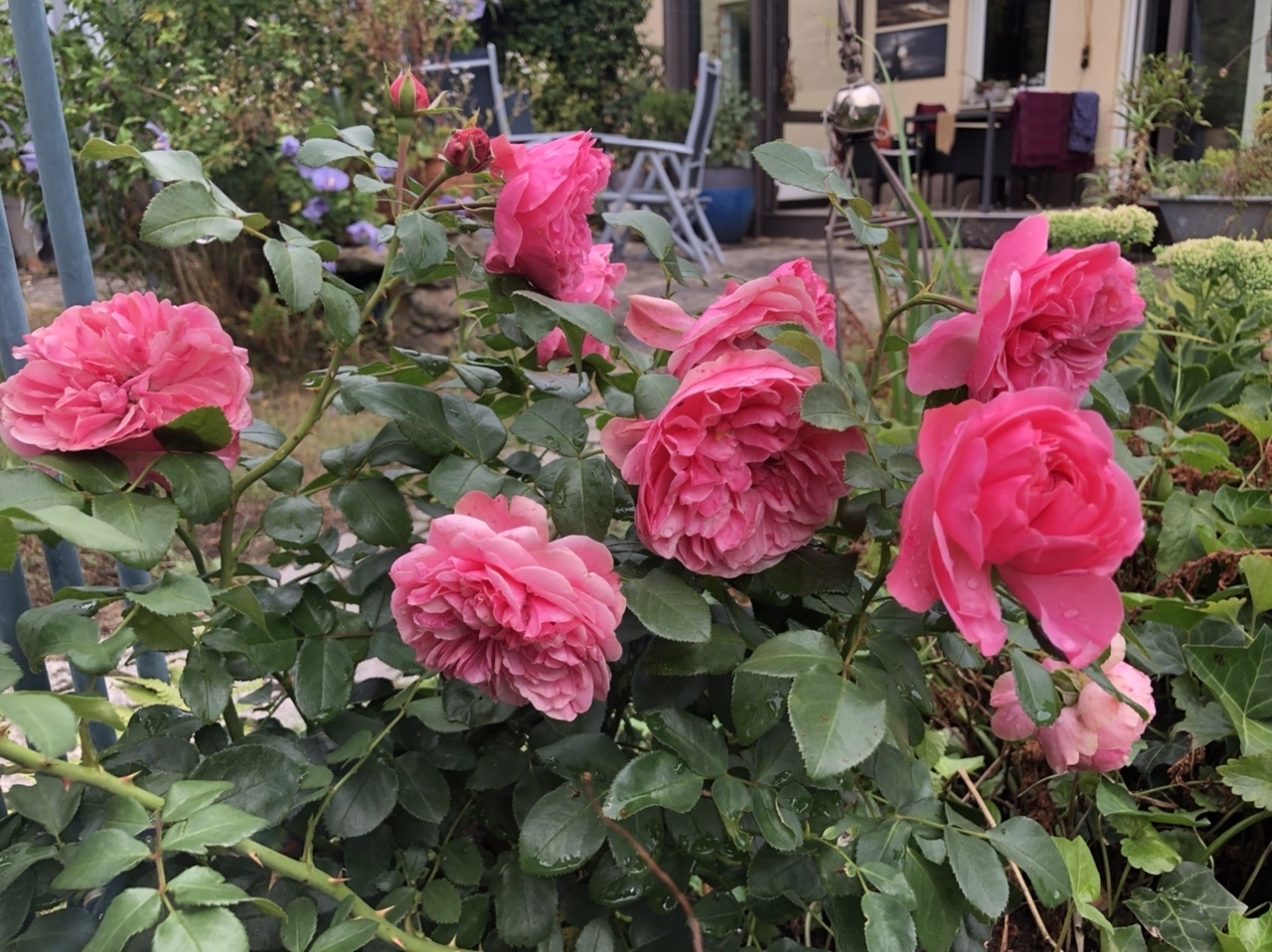 Neue Rose Neue Rose