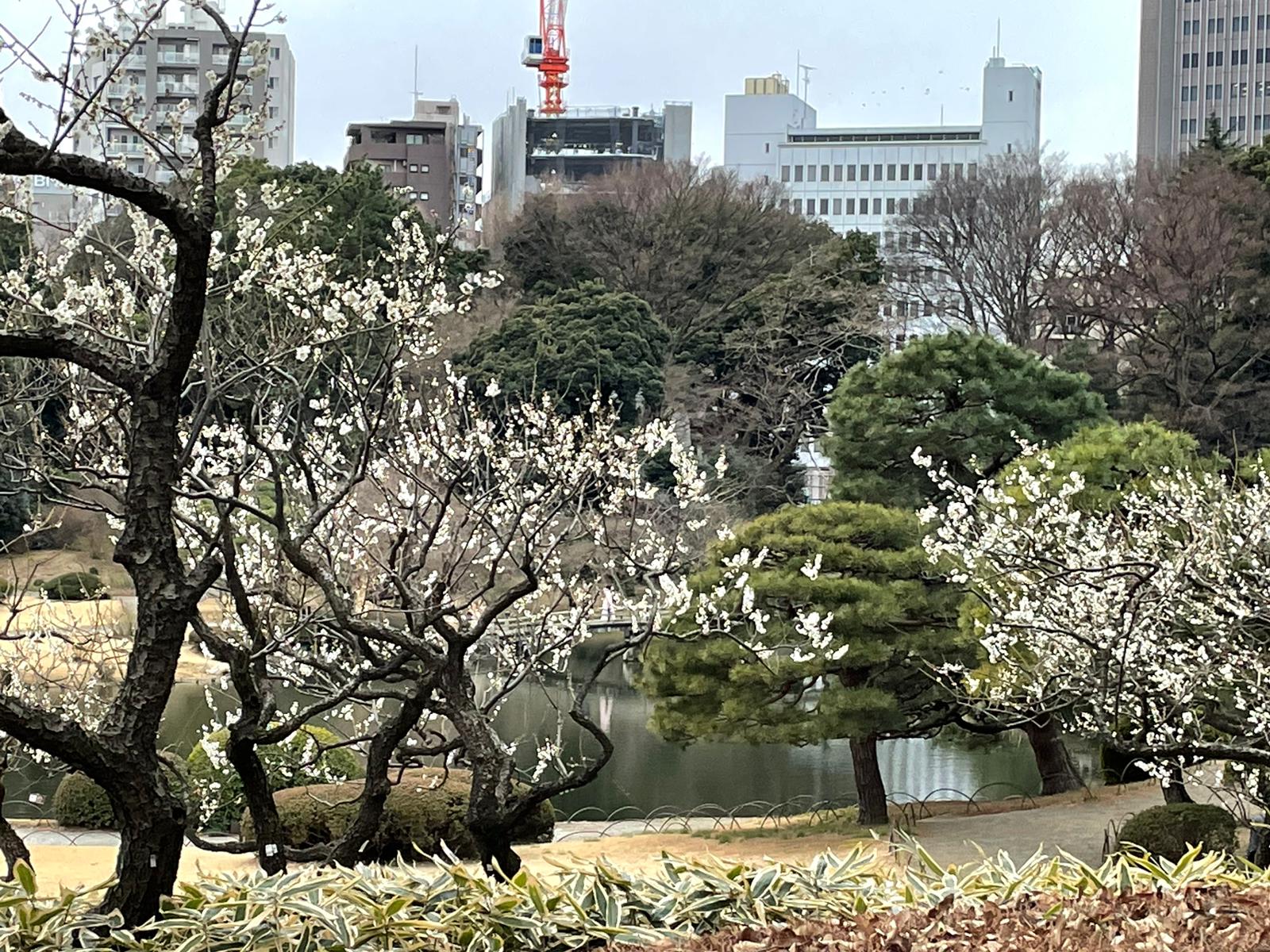 Tokio Tokio