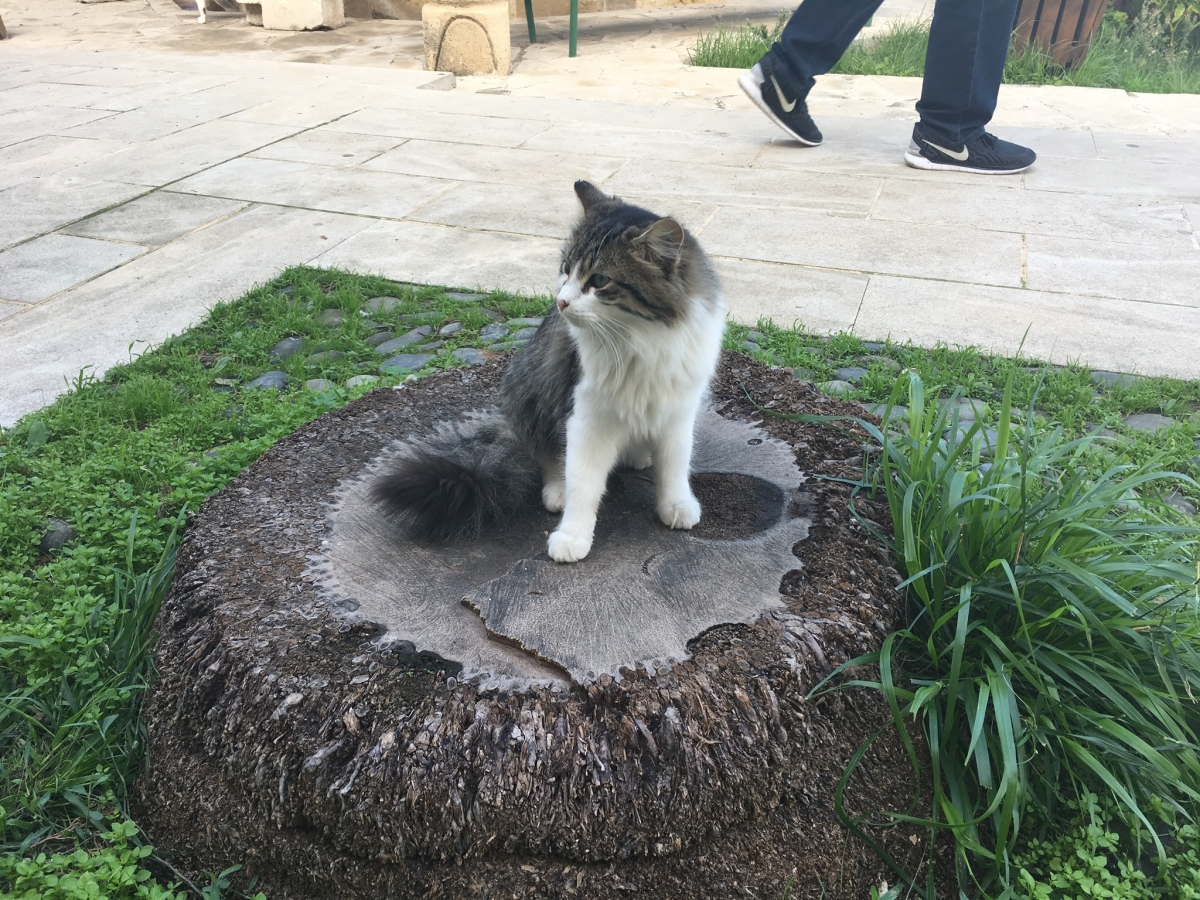 Eine von 500 katzen Eine von 500 Katzen