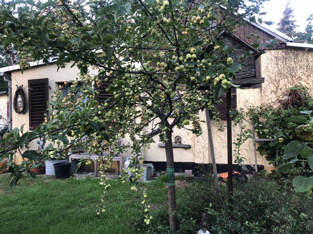 Apfelbaum Apfelbaum