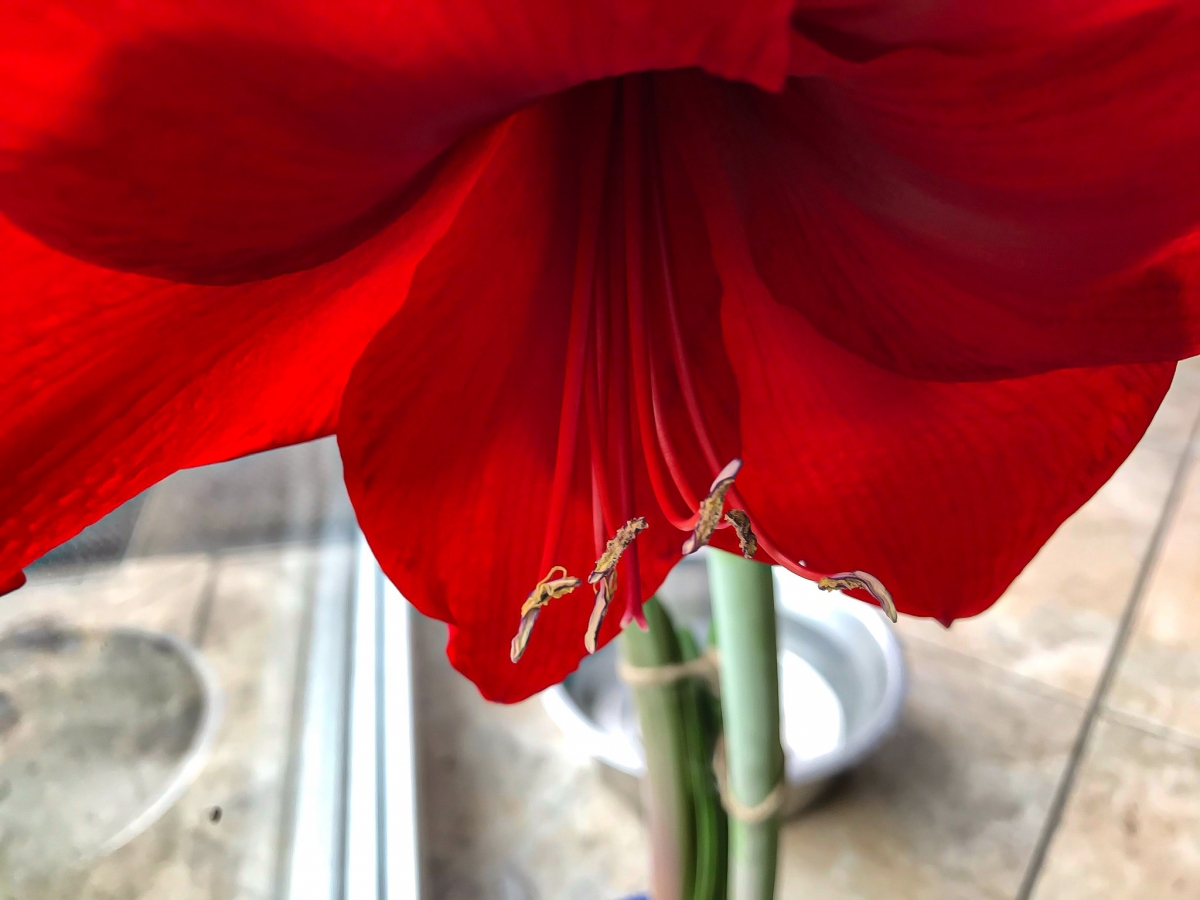 Amaryllis Amaryllis