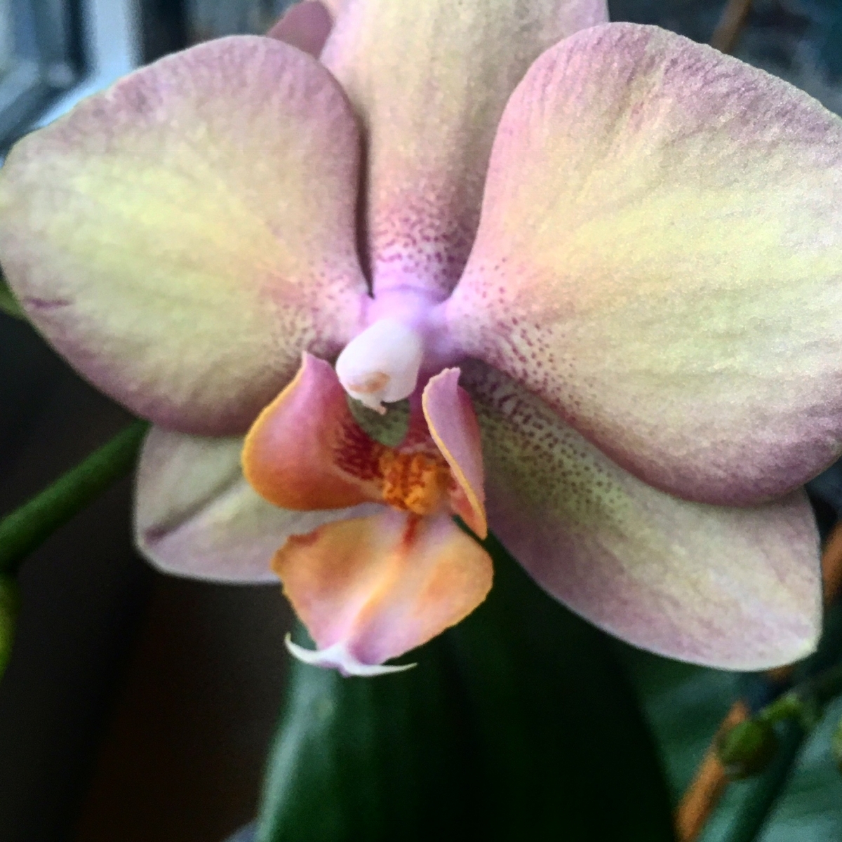 Orchidee Orchidee