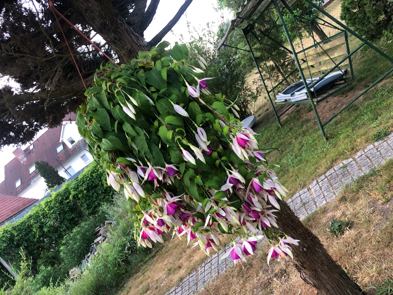 Fuchsie Fuchsie