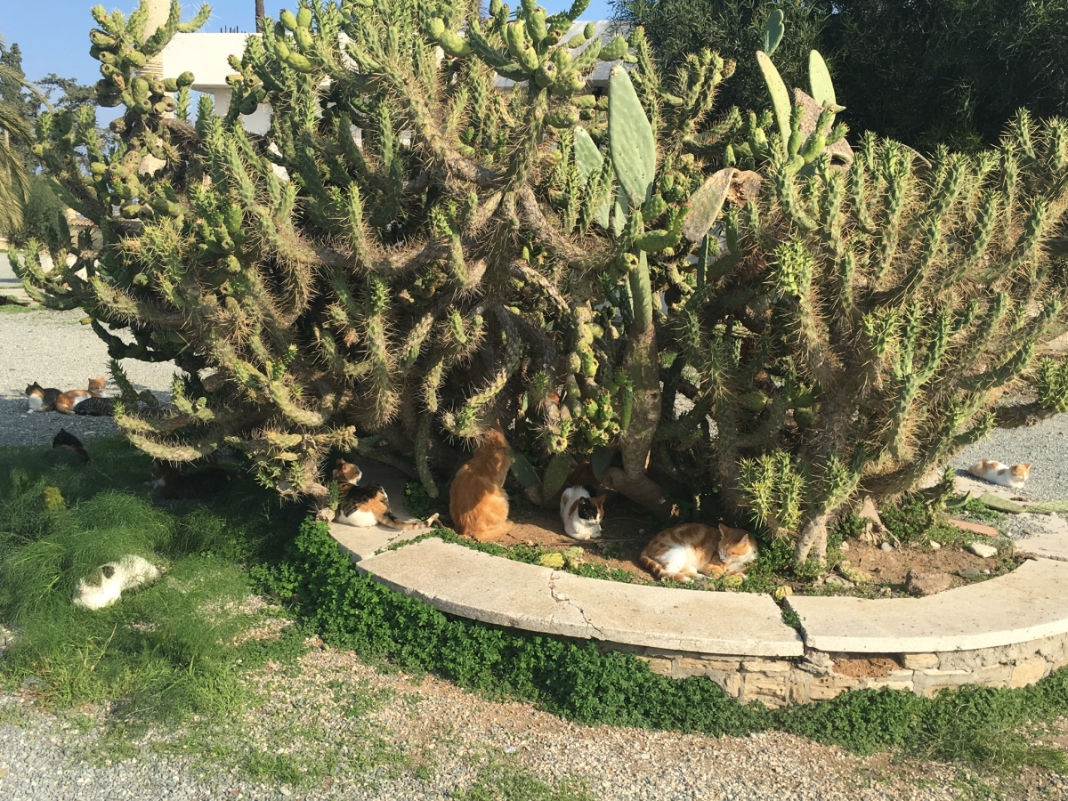 Katzen am Kaktus Katzen am Kaktus