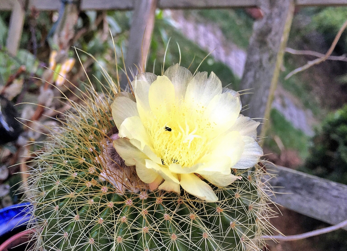 Kaktusblüte 