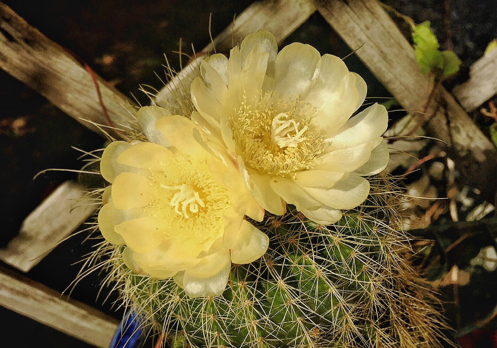 Kaktusblüte aus dem letzten Jahr 