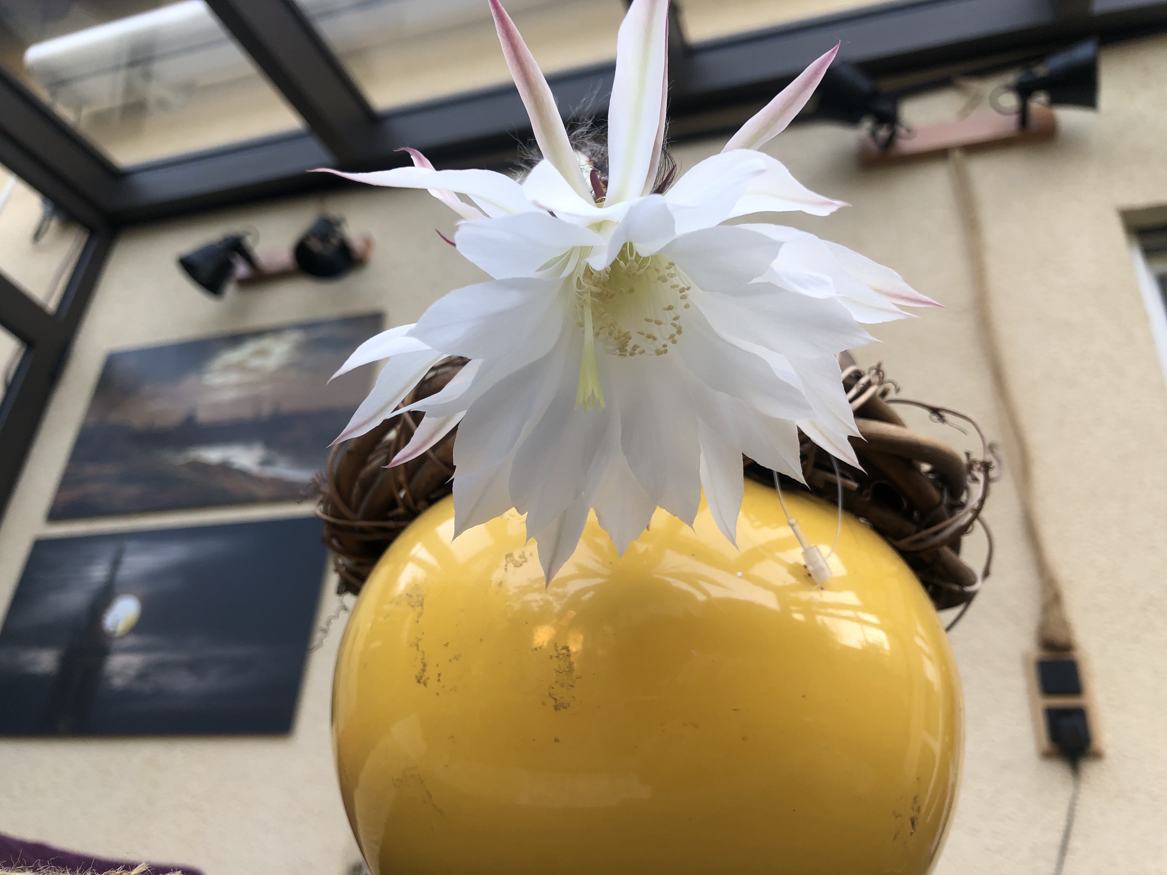 Kaktusblüte Kaktusblüte