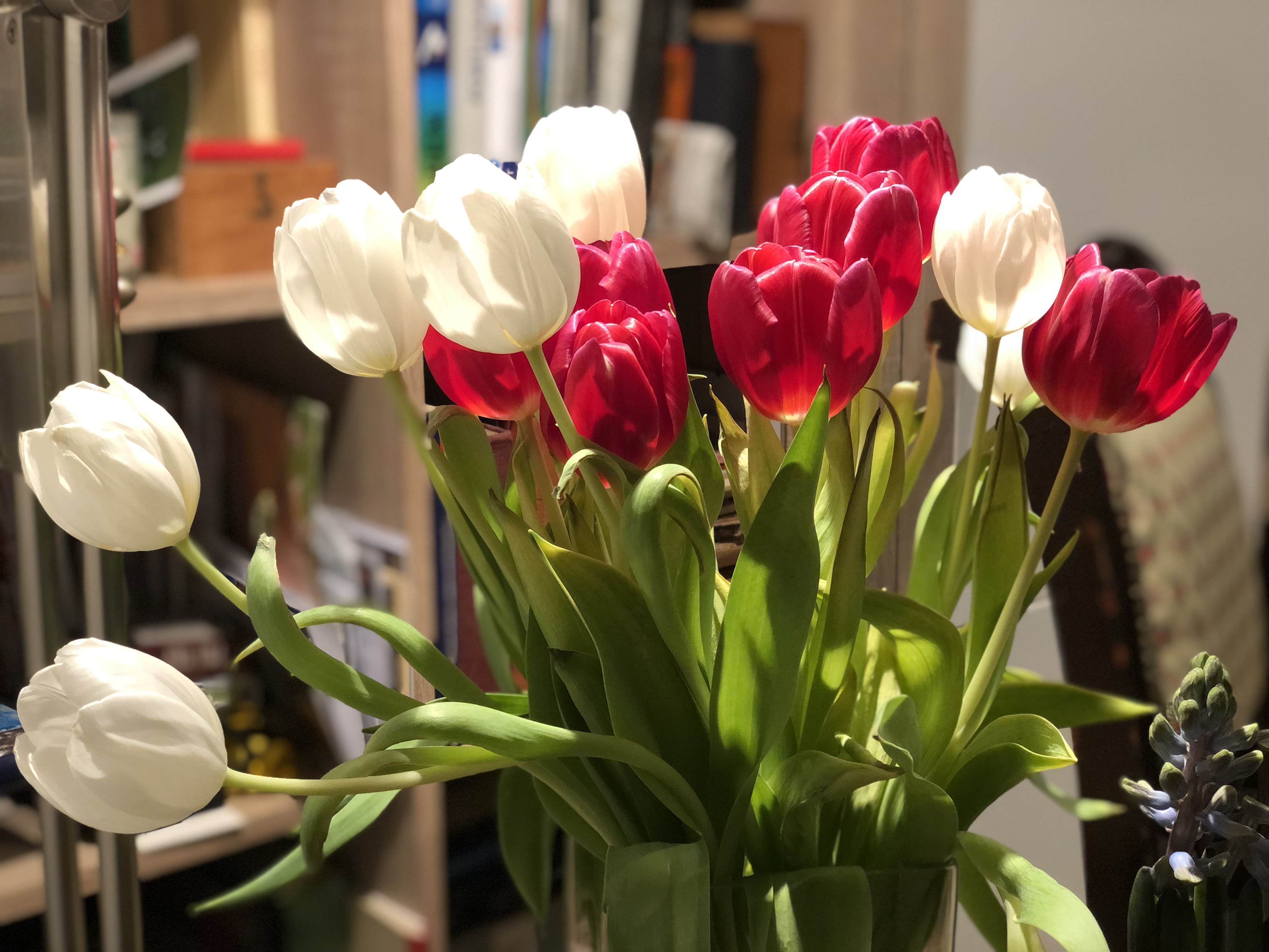 Tulpen Tulpen