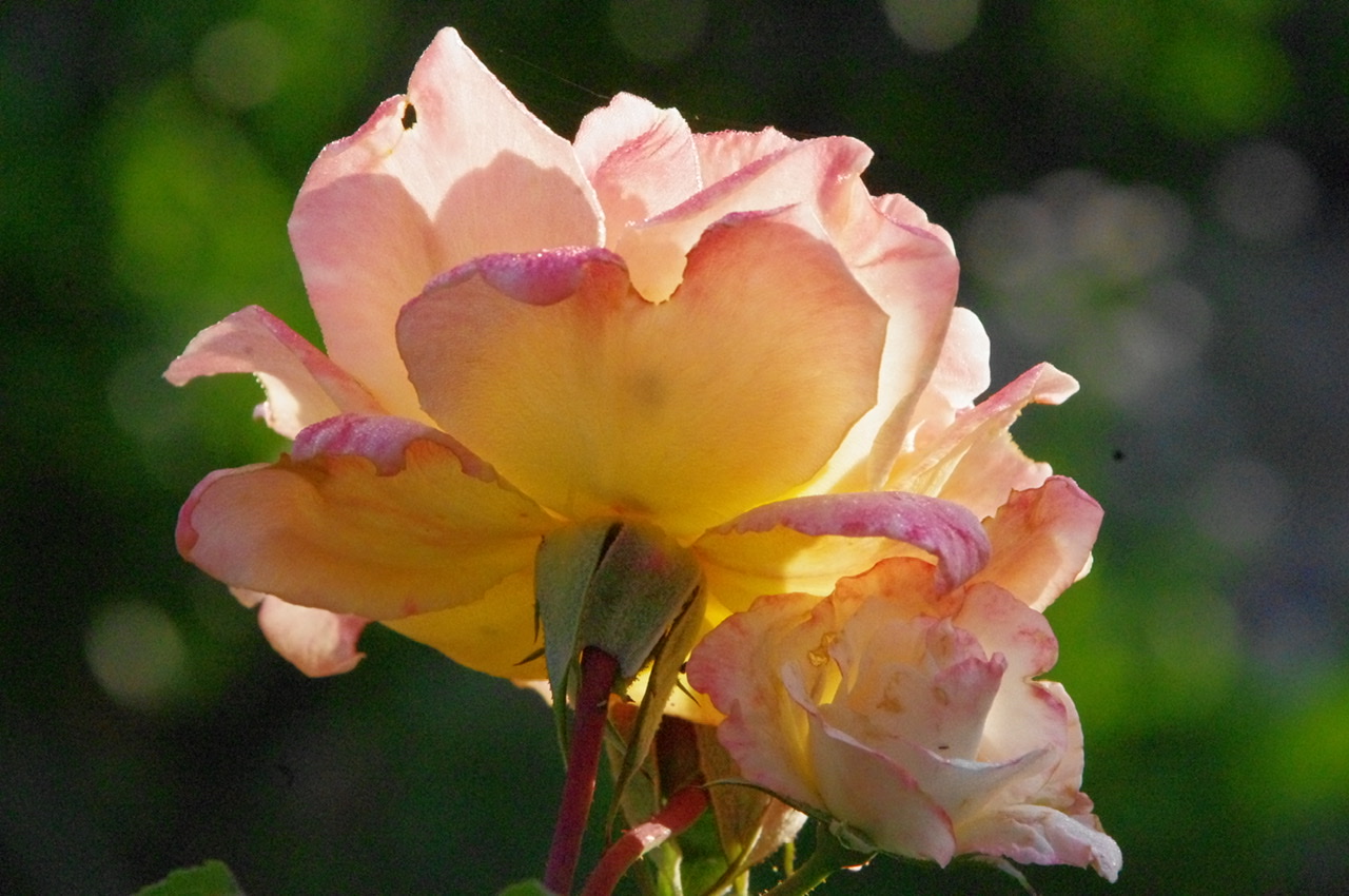 Rose Rose