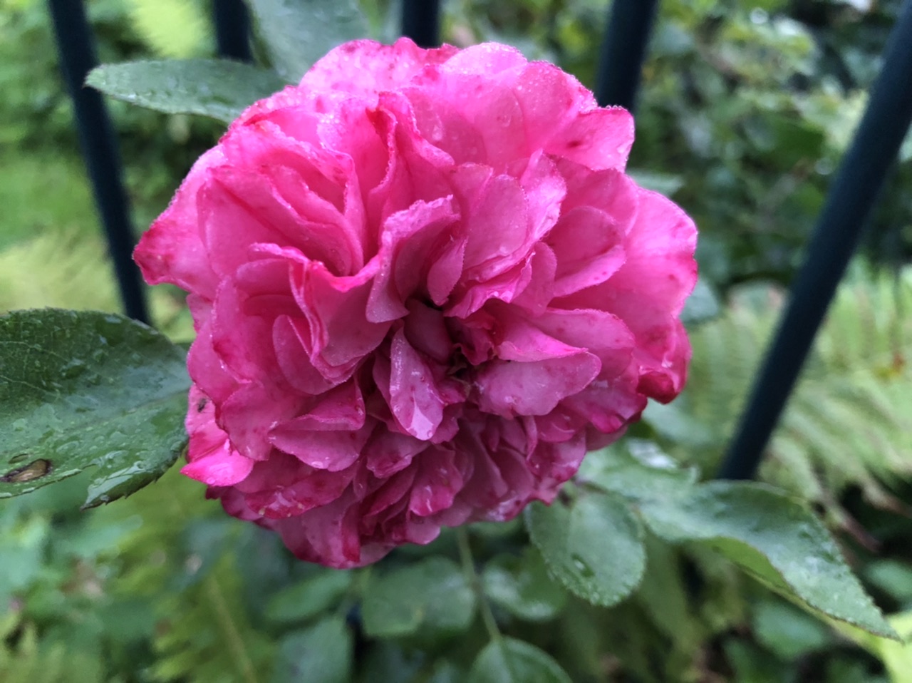 Brigittes Rose Brigittes Rose