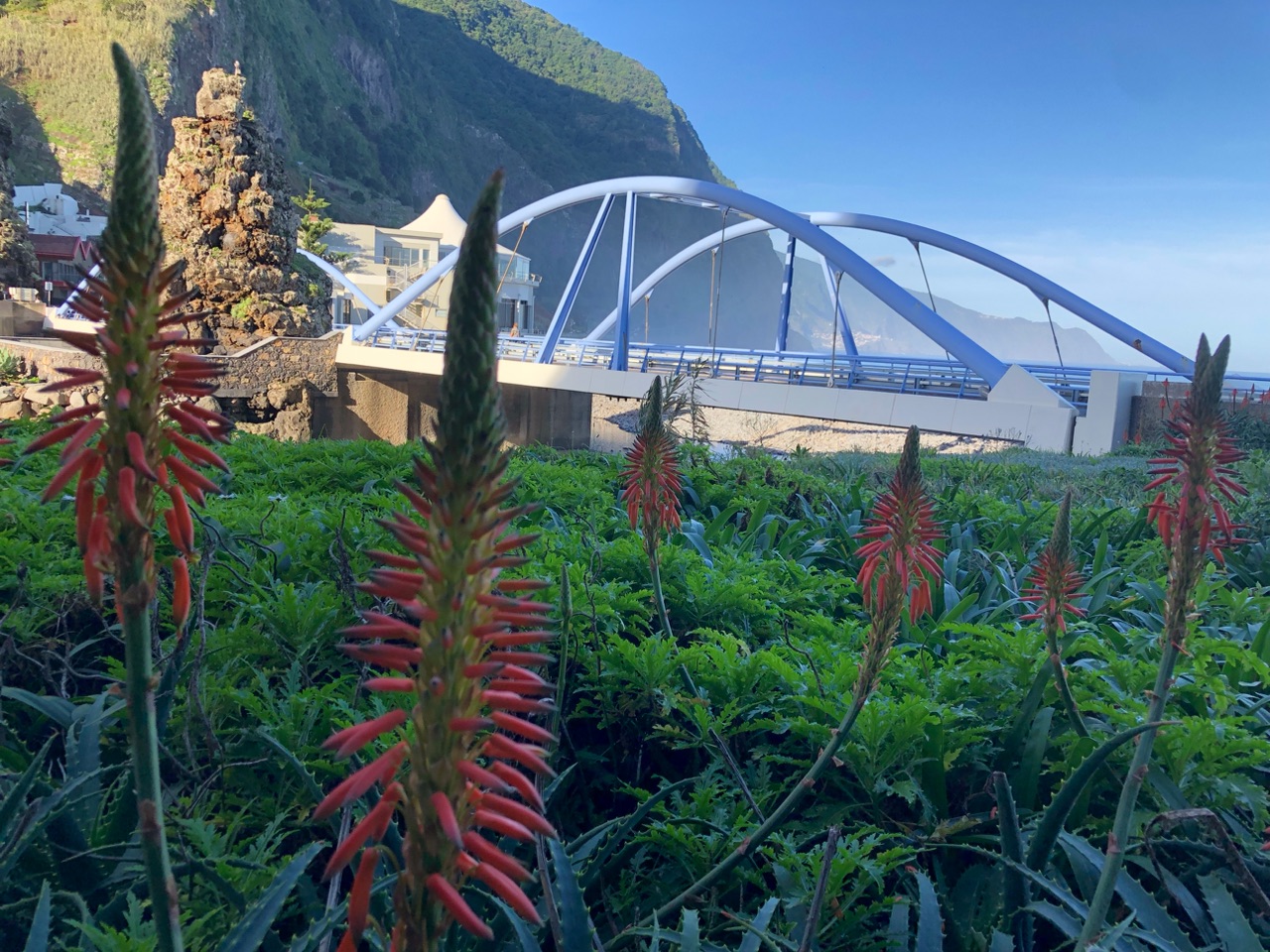 Aloe auf Madeira 