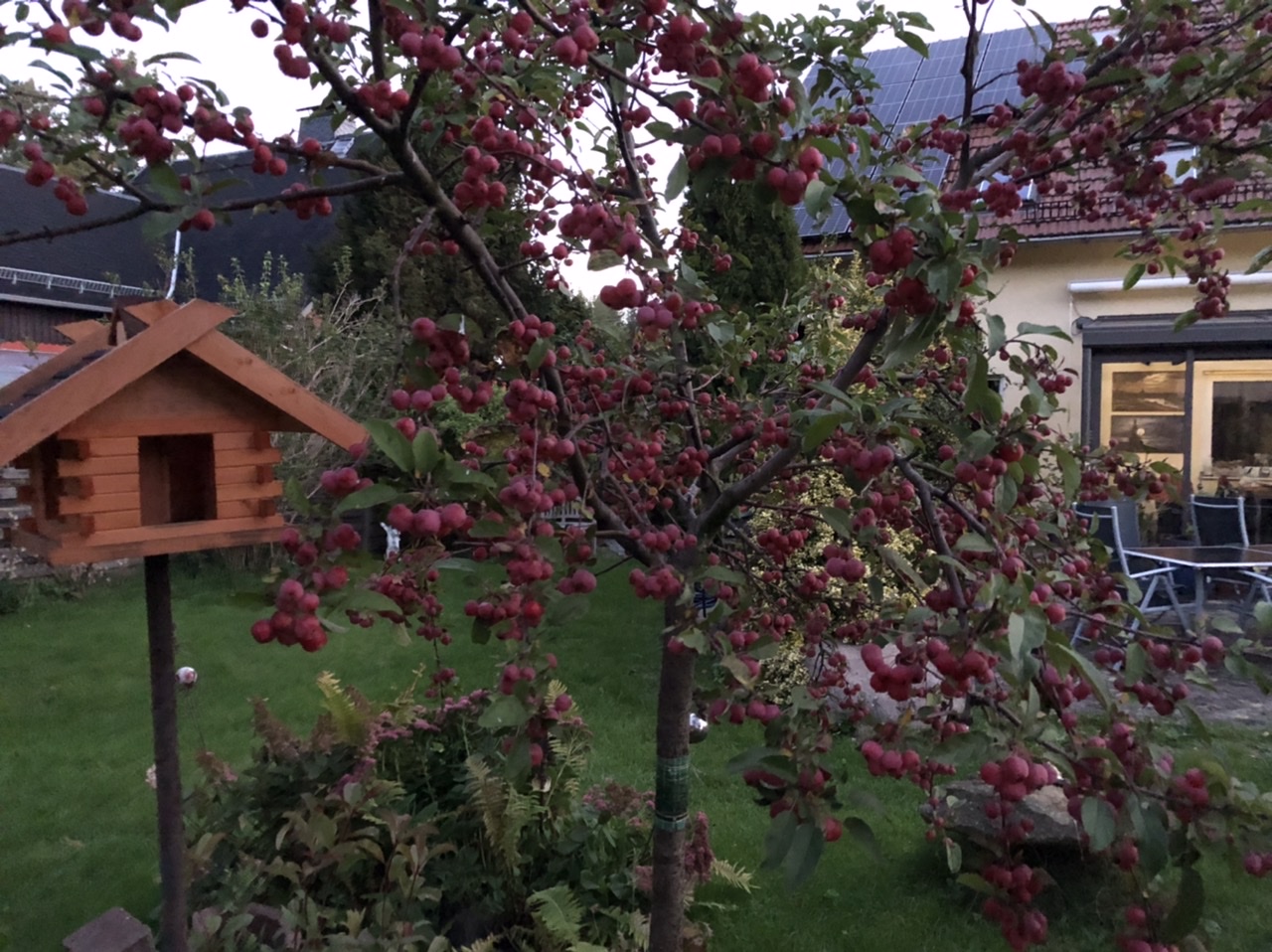 Apfelbaum Apfelbaum