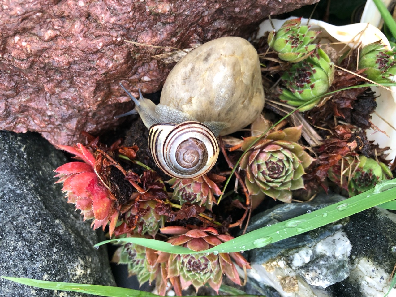 Schnecke Schnecke