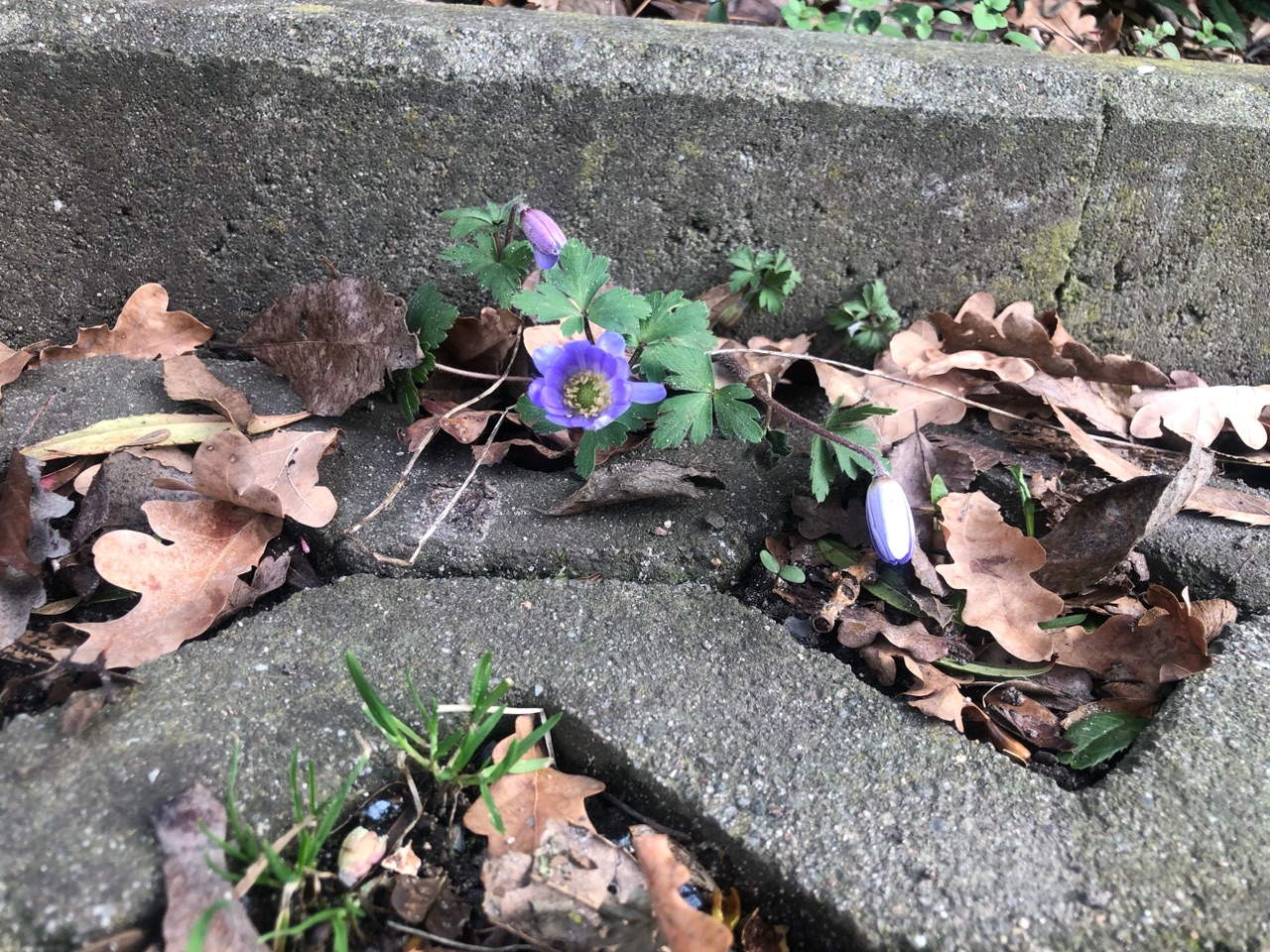 Blümchen Blümchen