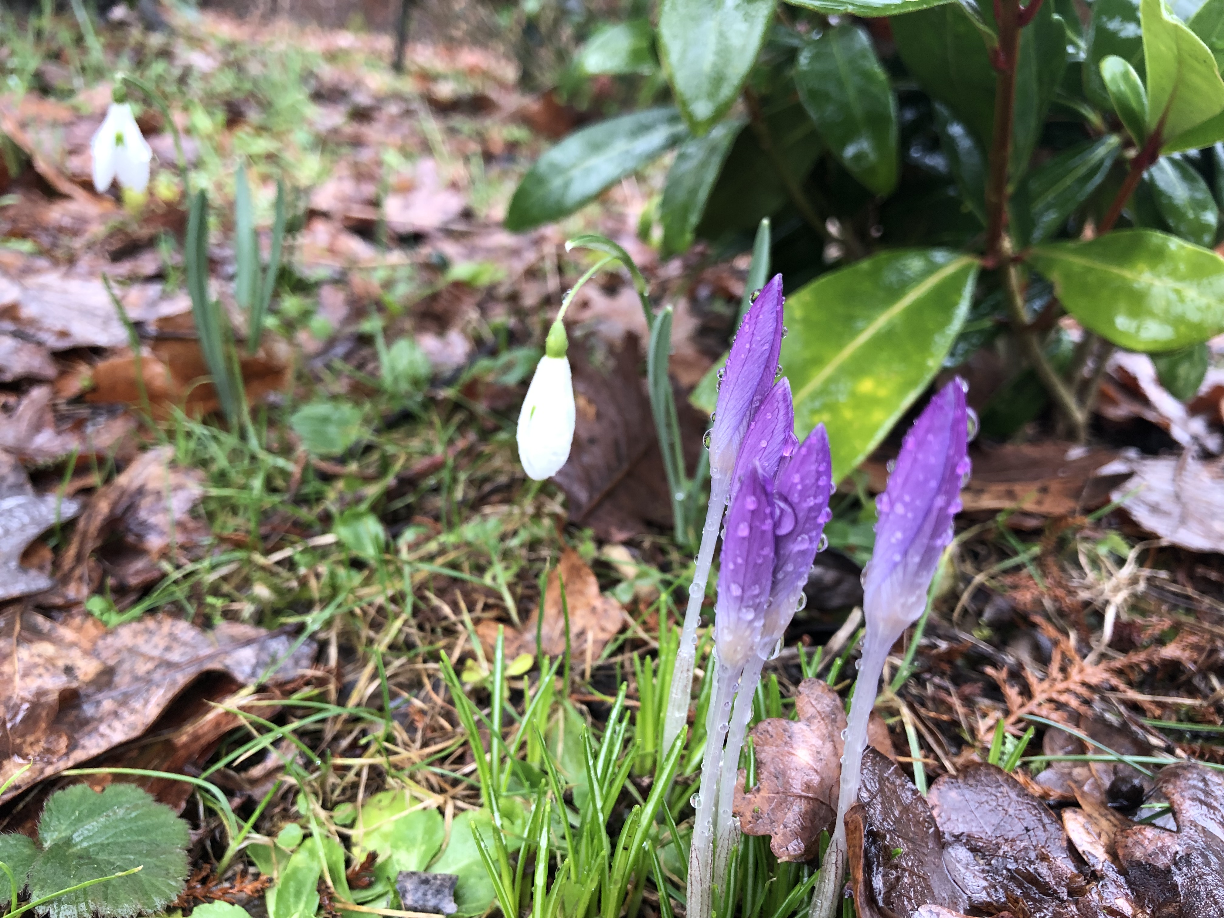 Frühling in Königsbrück Frühling in Königsbrück