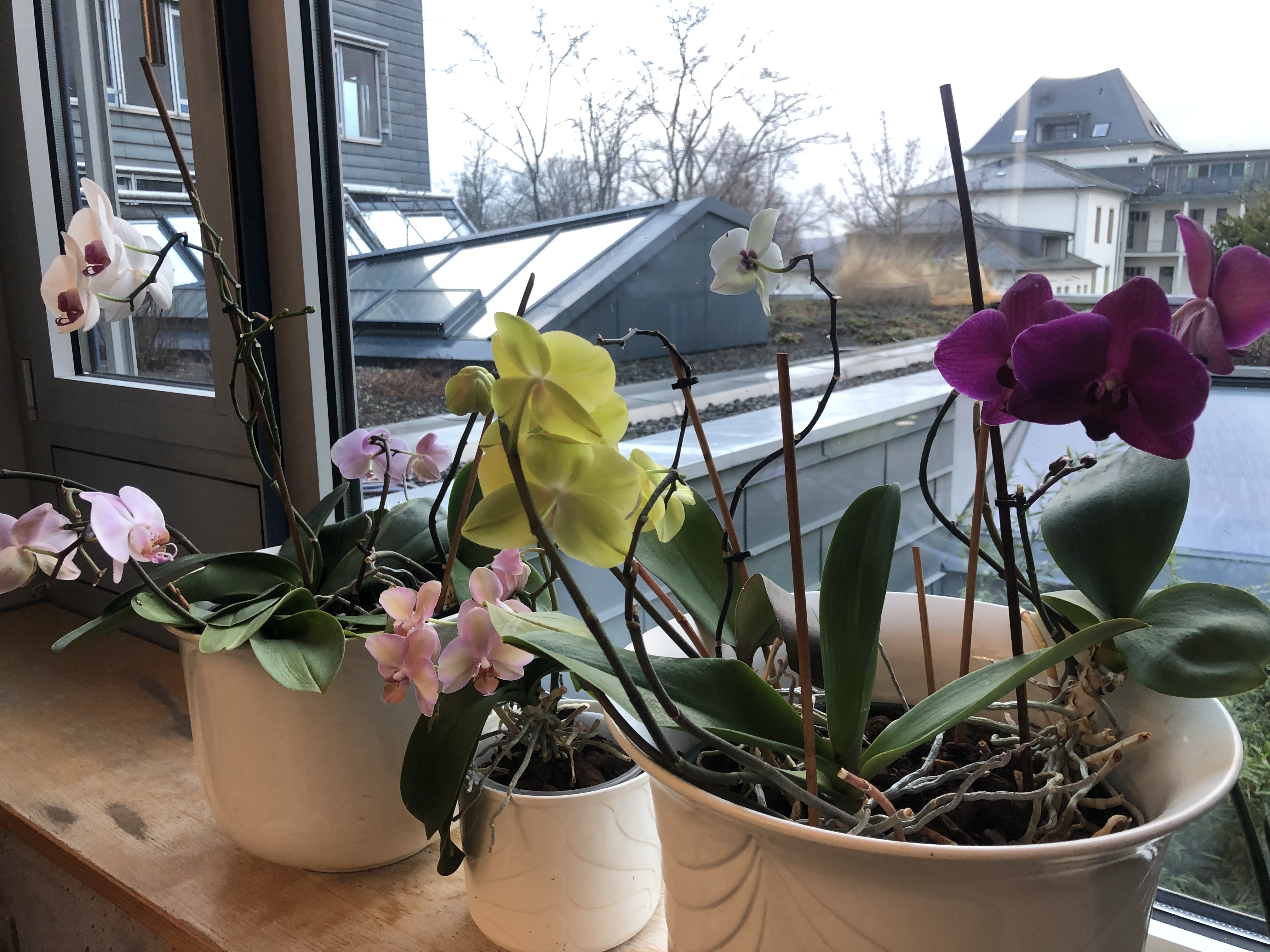 Orchideenfenster 