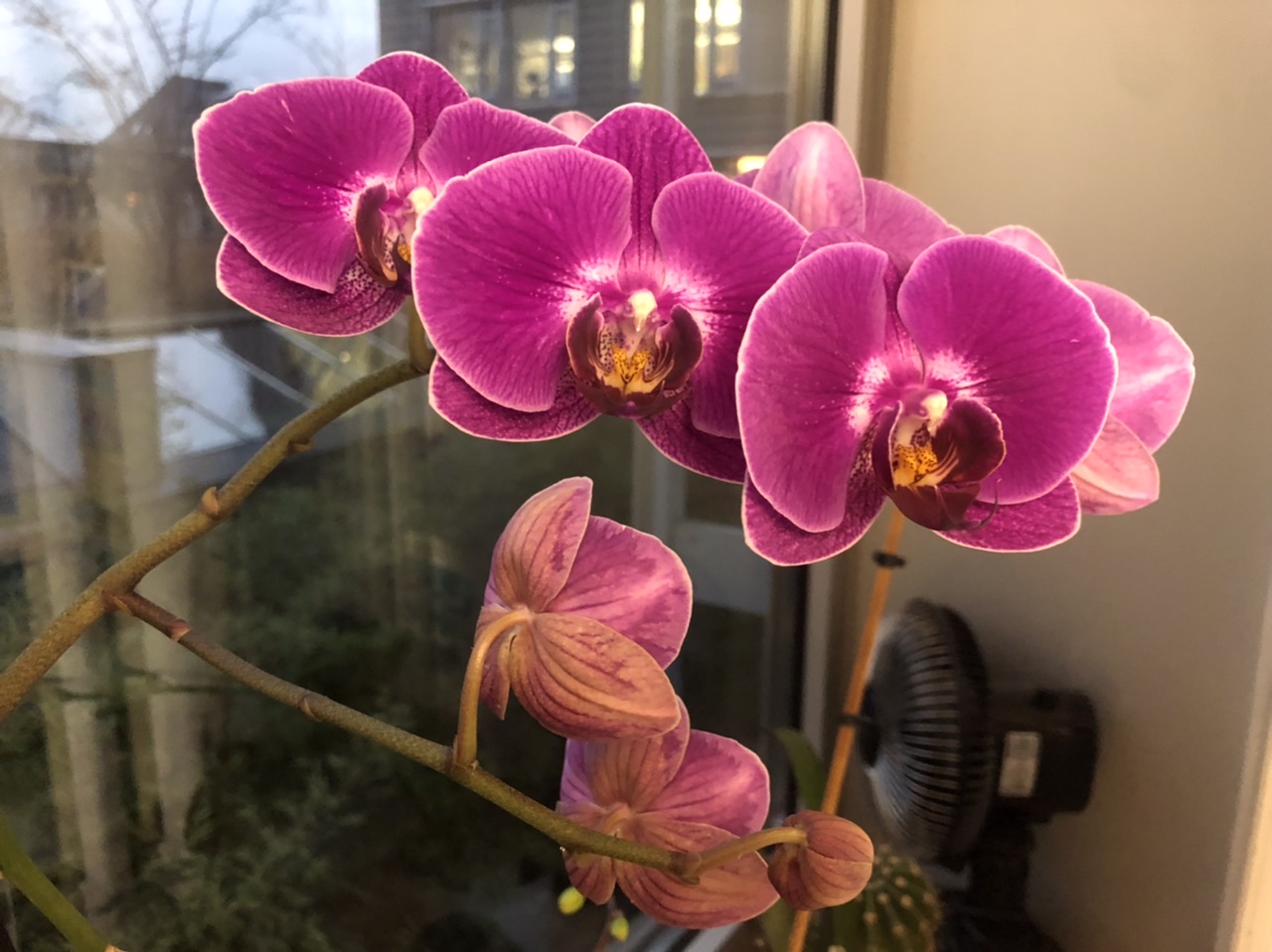 Orchideenfieber 