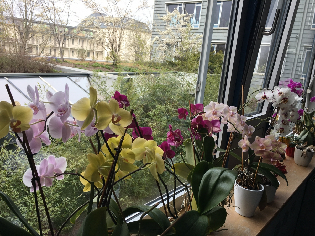 Orchideenfenster Orchideenfenster
