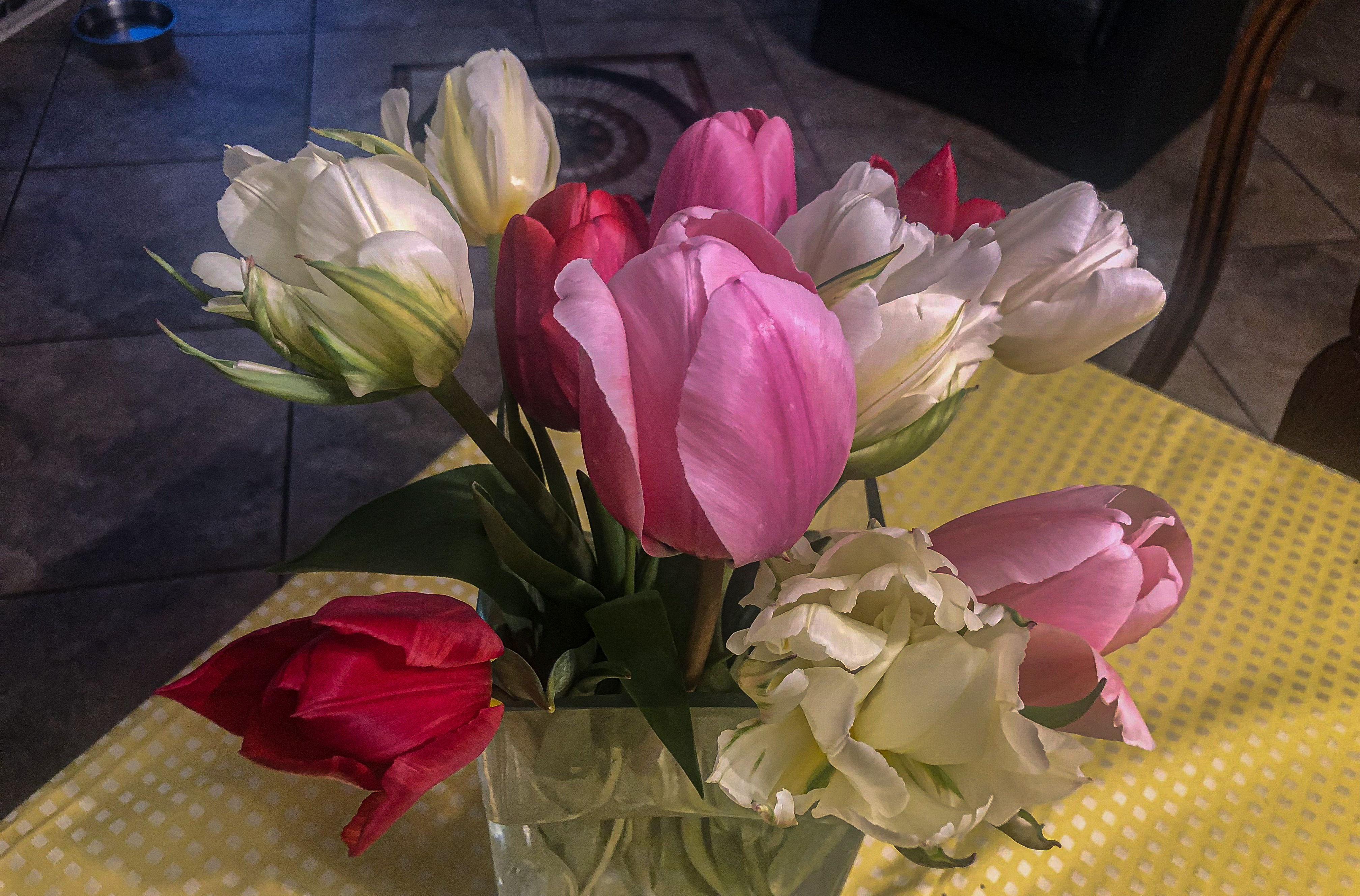 Tulpen vom Feld Tulpen vom Feld