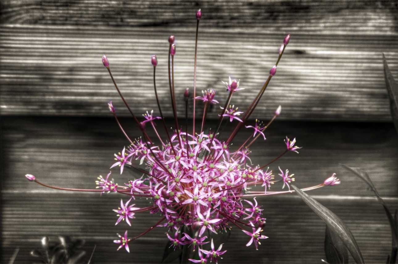Allium schubertii Allium schubertii