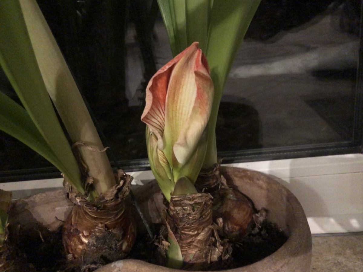 Mini-Amaryllis Mini-Amaryllis