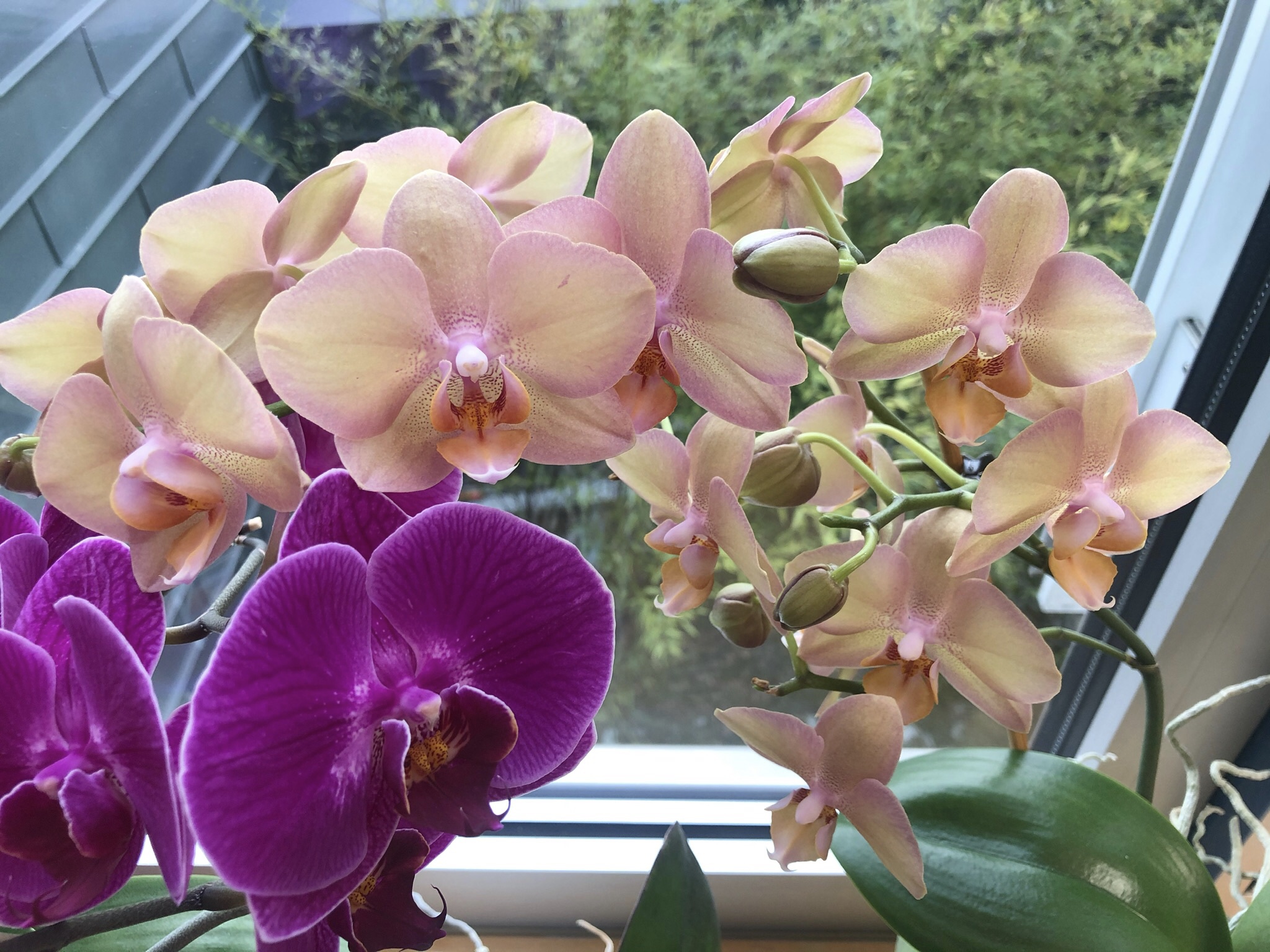 Orchideen Orchideen