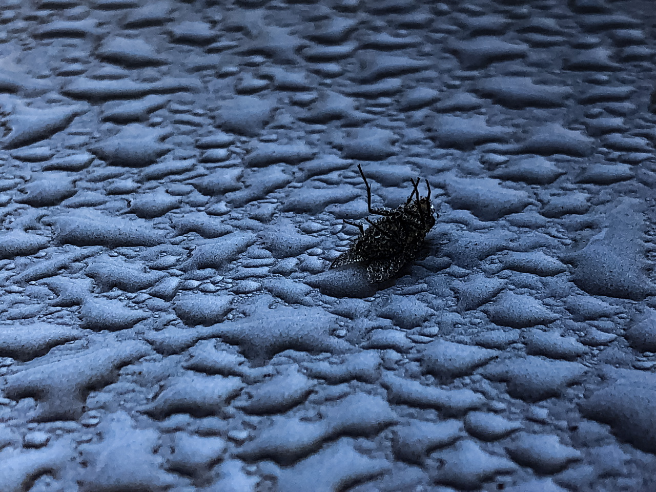 Brachycera Brachycera