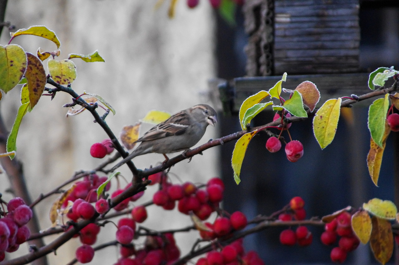 Ein Spatz Ein Spatz