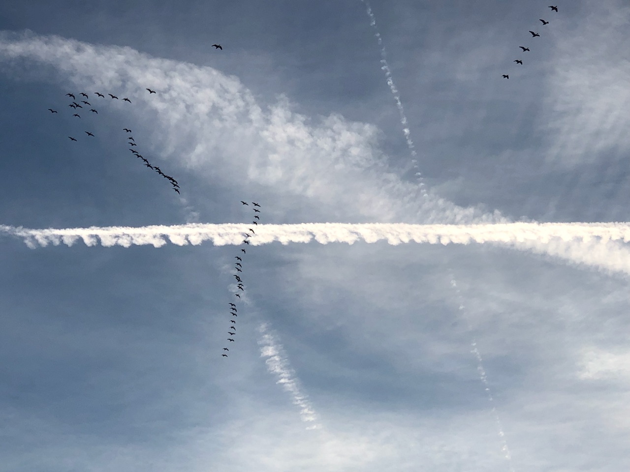 Zugvögel Zugvögel