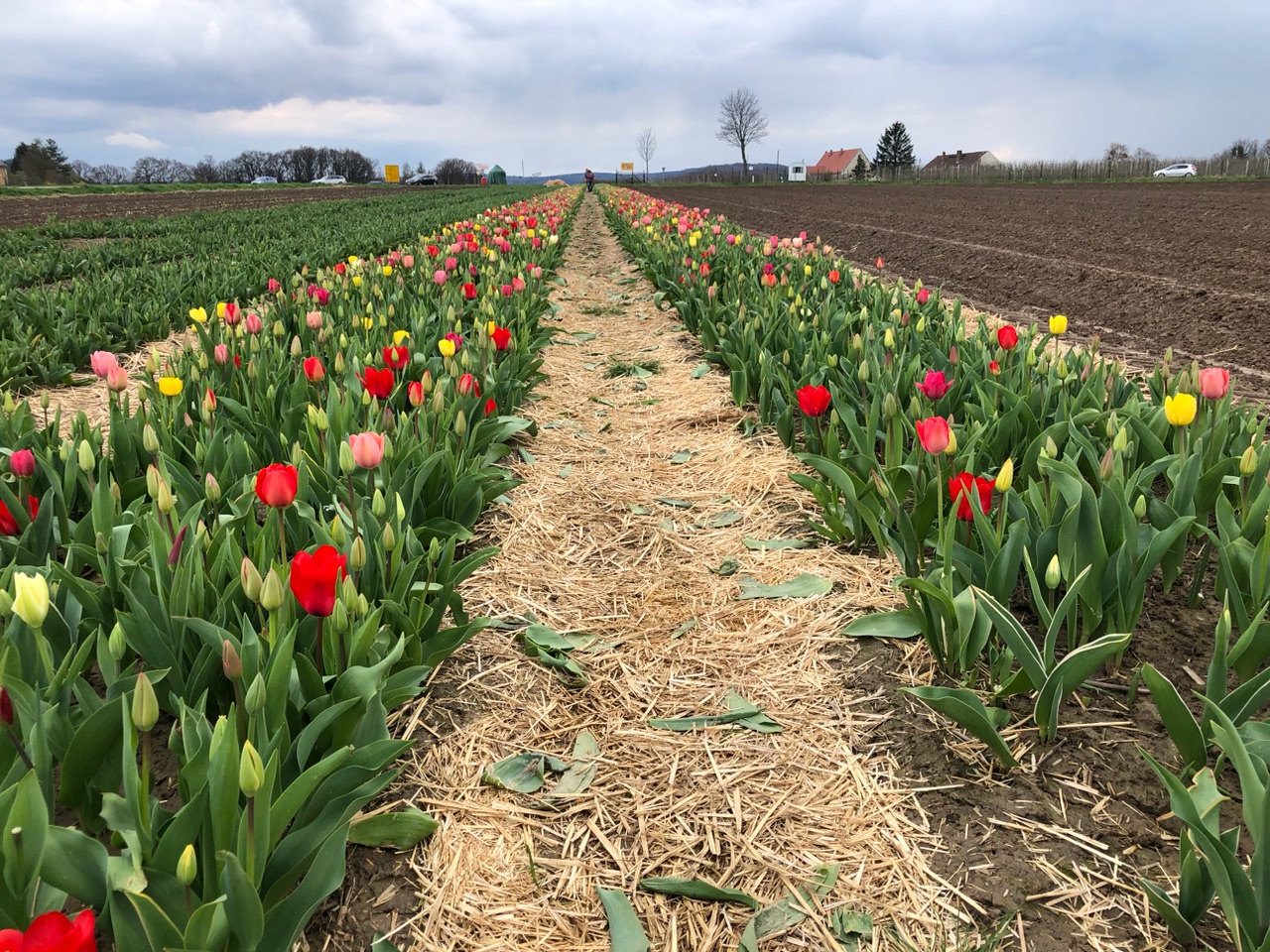 Tulpen Tulpen