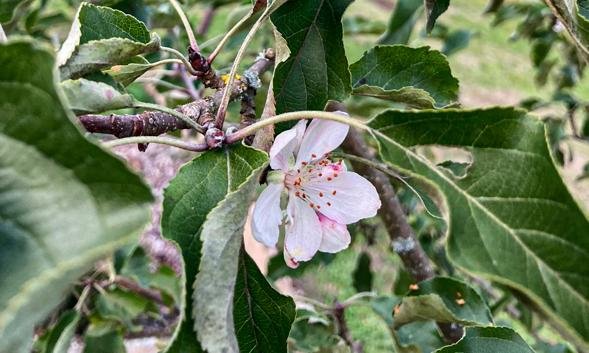 Apfelblüte im Oktober Apfelblüte im Oktober