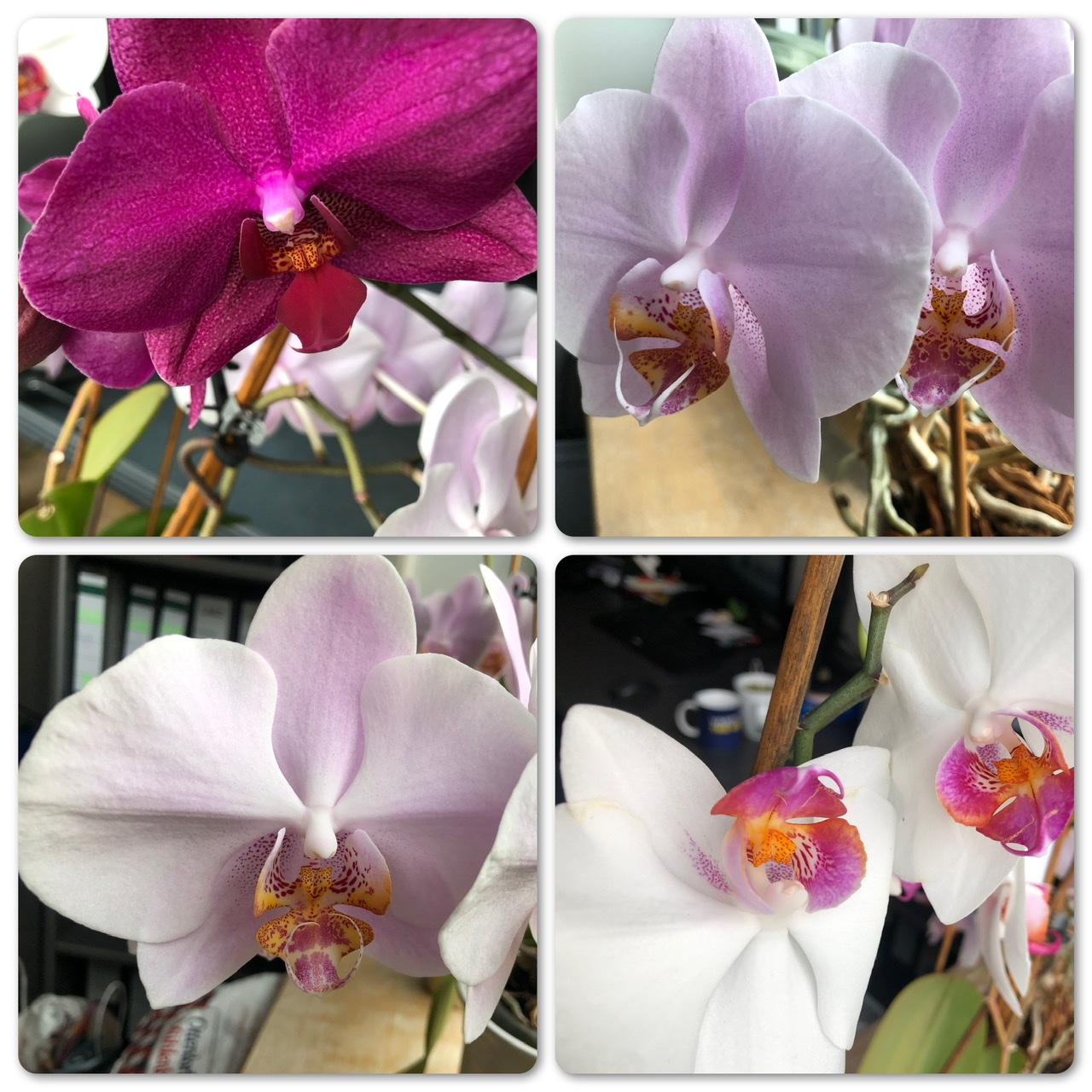 Orchideenfieber Orchideenfieber